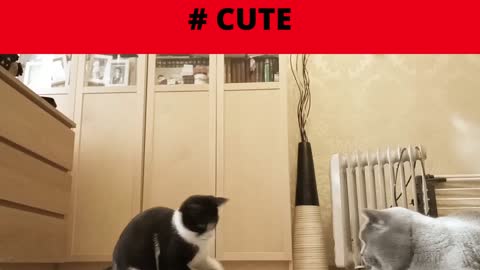 #Shorts Cute cats play a game