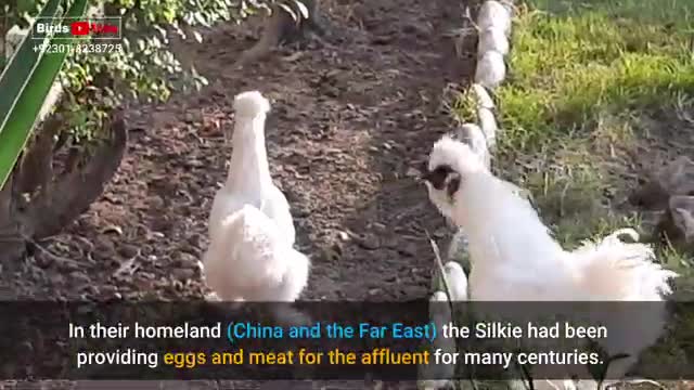 white silki chicks