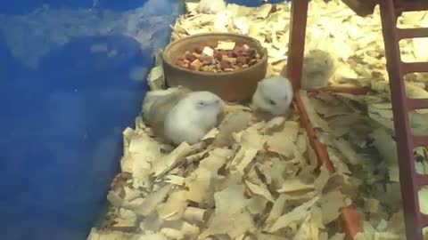 Lots of hamsters doing different things on pet store, it's leisure time [Nature & Animals]