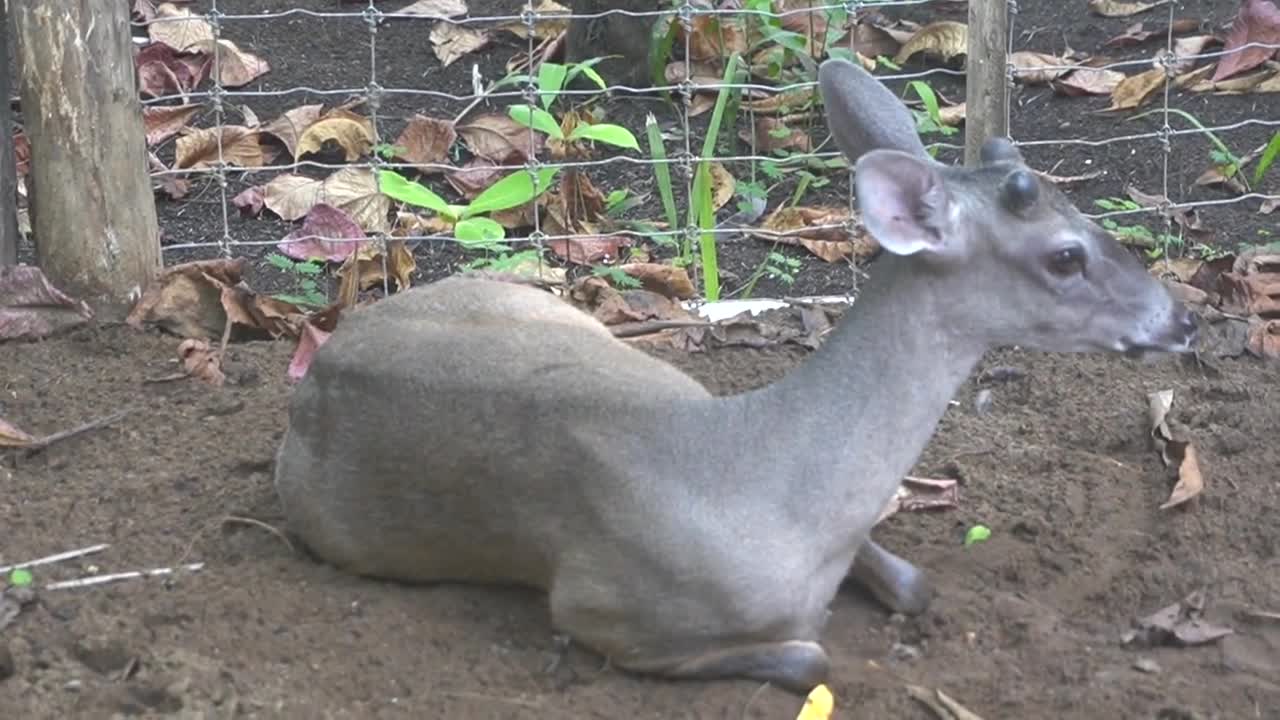 MEXICAN DEER