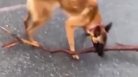 Funniest Cats and Dogs Funny Animal Videos
