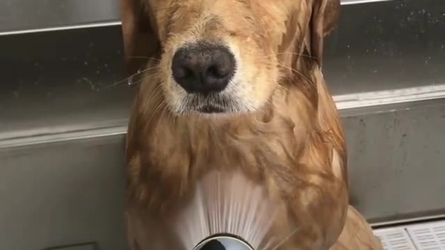 Goldens Take a Bath