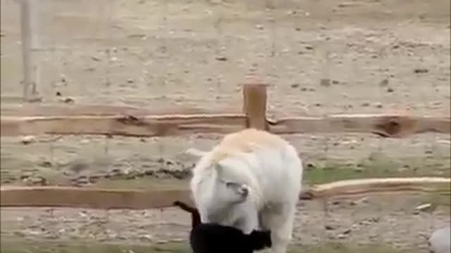 cute and funny animal compilation videos(360P)