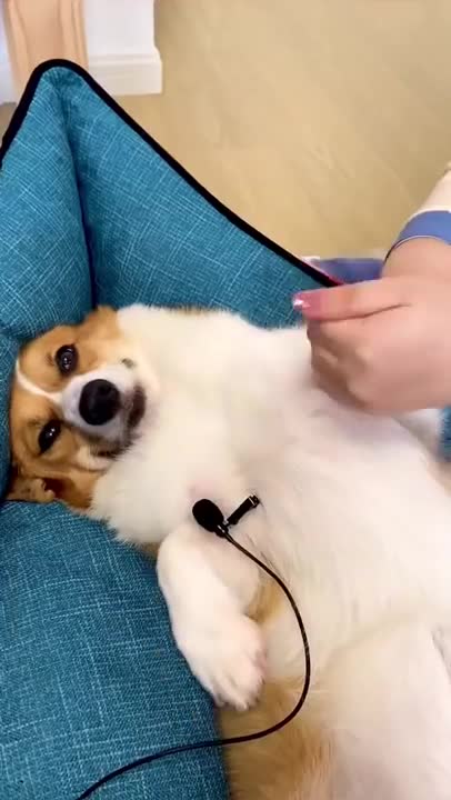 Dog Care Routine Dogdailylife