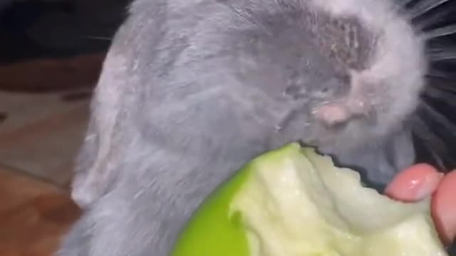 cute and naughty hhmm eating some delicious fruit