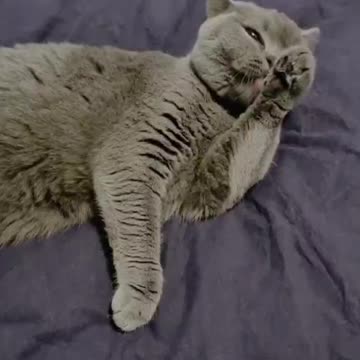 Funny cat nala is cleaning