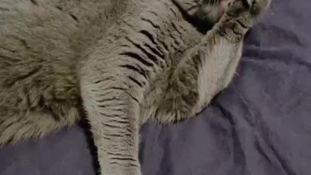 Funny cat nala is cleaning