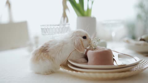 Cutest rabbit eating