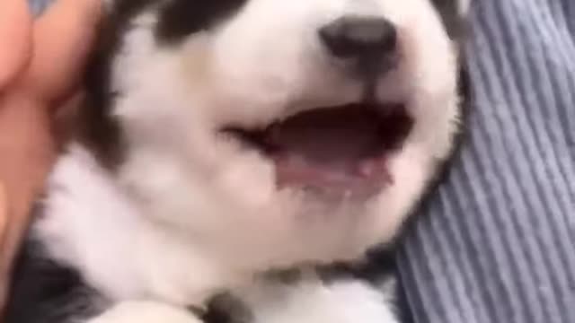 Cute Puppies Doing Funny Things 2021