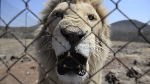 White lion quite angry! I filmed this angry white lion through the fence at the Lion Park