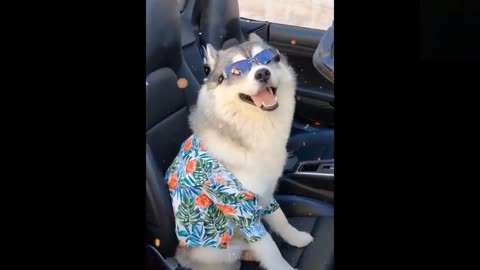 💗 Cute And Funny Pets |Try Not To Laugh To These Pets Compilation #9💗
