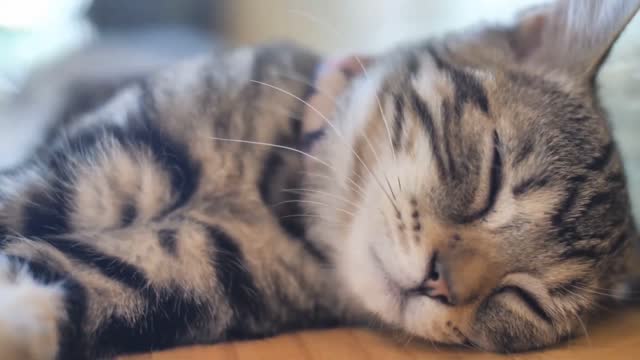Cute Kittens Playing and Meowing (1080p)