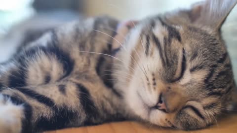 Cute Kittens Playing and Meowing (1080p)