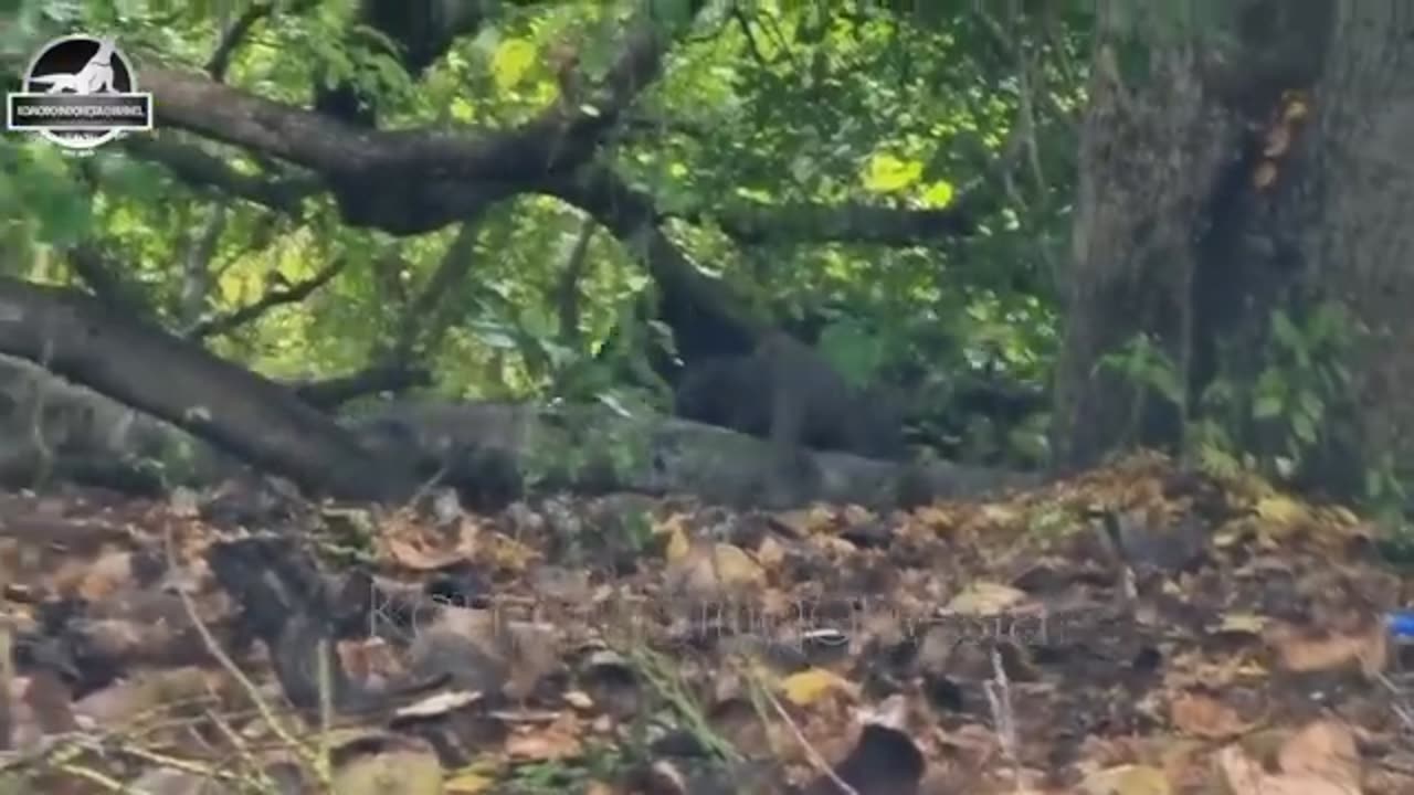 Komodo swallow piglet