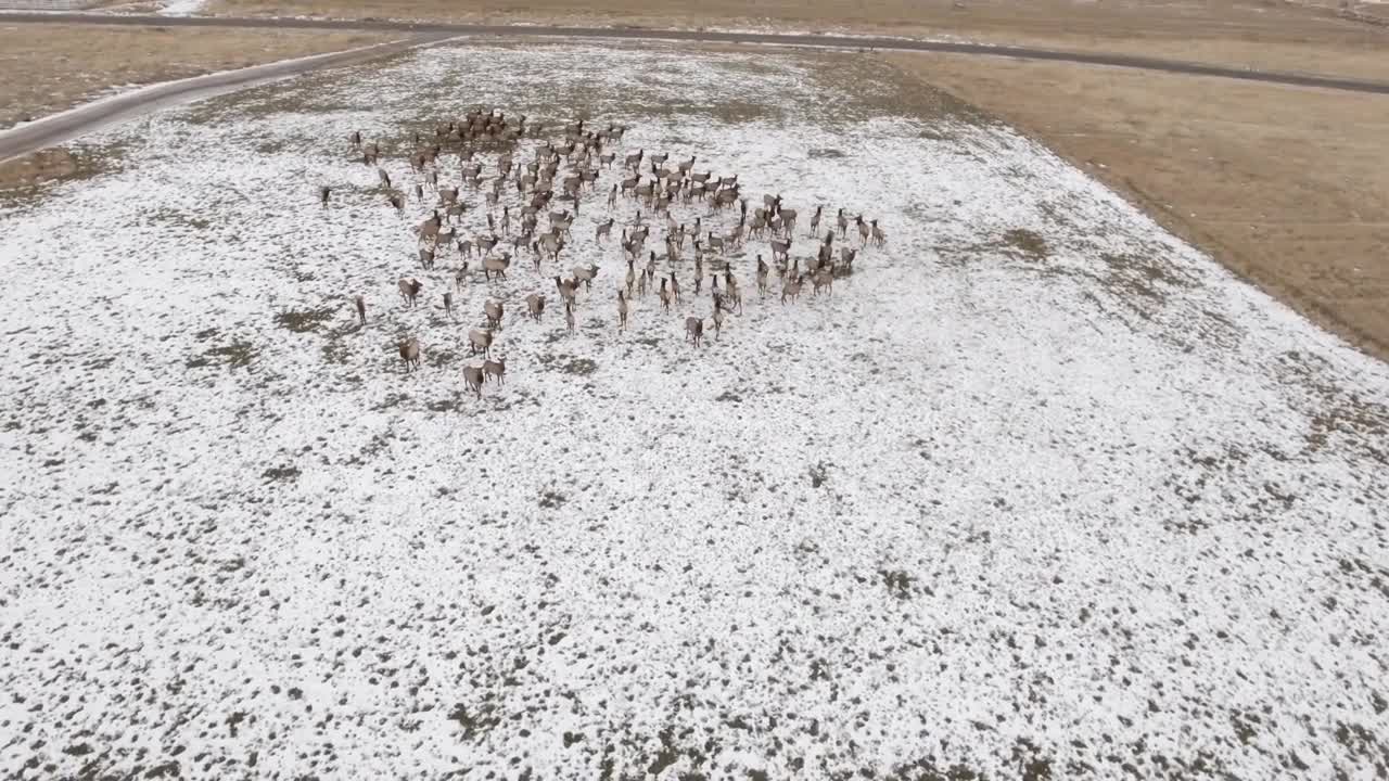 Aerial High Shot Of A Large Herd Of Elk Grazing In A Field