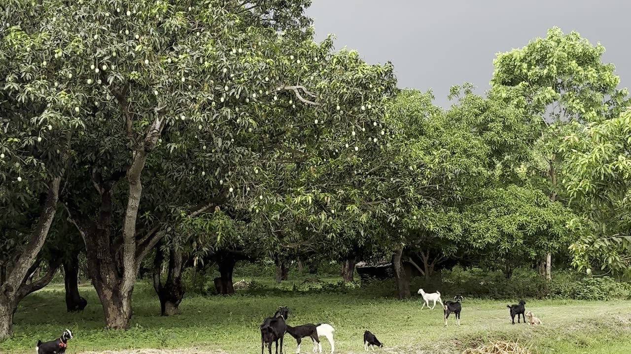 The Mango Garden in Monsoon ,India