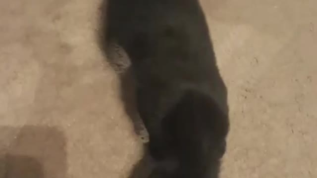 My cat plays fetch