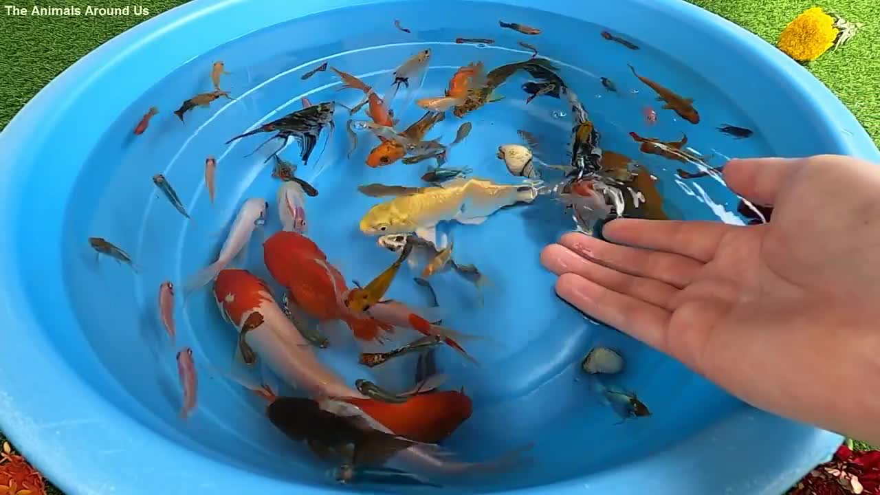 Betta Koi Pleco Snail Carp Fish Goldfish Angelfish Guppy Guppies Catfish animals Videos