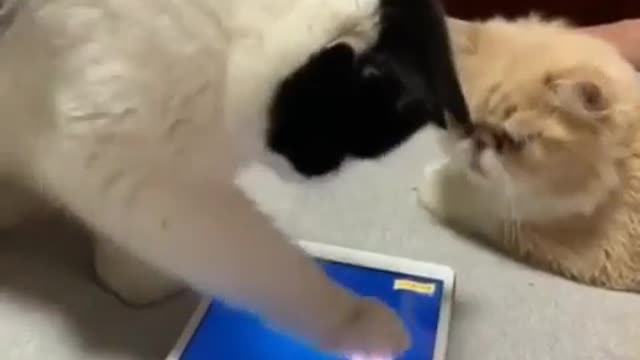 Cats play mobile and want to catch fish