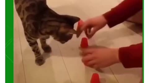 Kitten recognizes ball under cone - Best of funny animals 2021