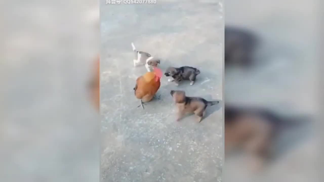 😂 Funny Dog & Chicken Fight Copilations #cute #funny #petlovers #shorts