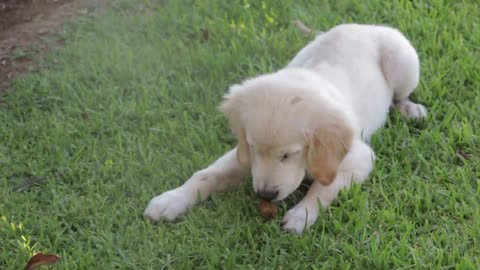 Cute white dog playing in garden🐩🐩🥺