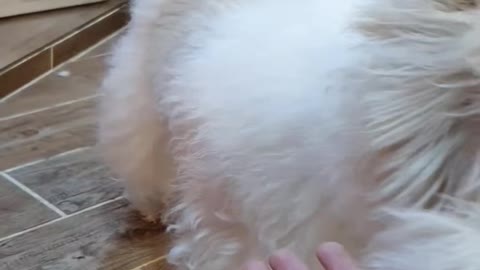 Furry puppy!!