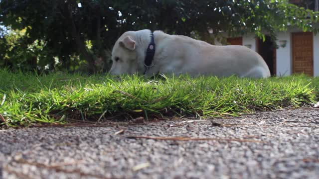 FUNNY DOG EATING GRASS.