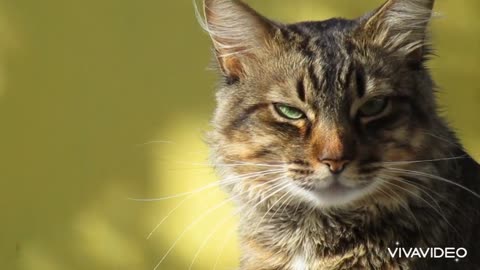 What a wonderful eyes of this cat. It amazing