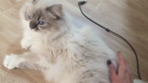 [아오/あお][Ragdoll cat] 애교 끝판왕 아오💙 愛想猫あお！(랙돌 생후 11개월)