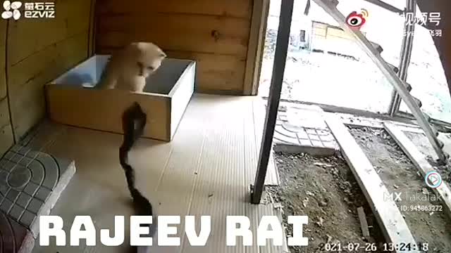 my cute cats and snake fight