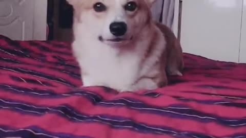 Can't stop laughing animals cats and dogs🐈😺 Cute #73💋🥺