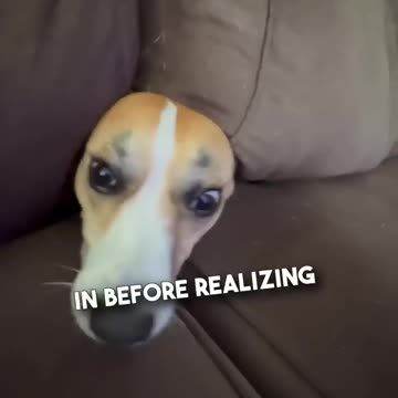 The way she immediately froze 😂❤️ #shorts,hide and see dog,