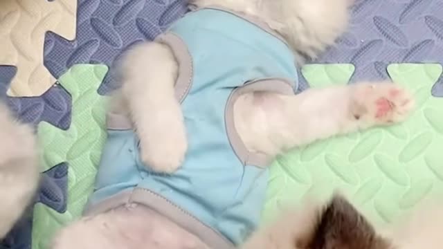 【Relax for 15 seconds】Cute snoring cat~