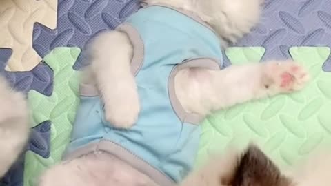 【Relax for 15 seconds】Cute snoring cat~