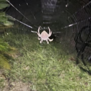 Almost Ran Into This Pink (Random) Florida Spider... This Will Scare My Wife...