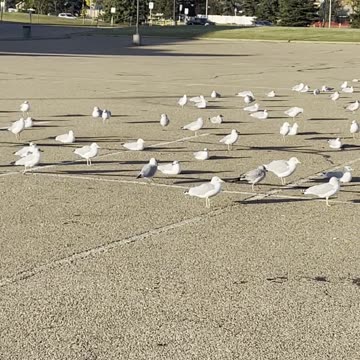A large gathering of seagulls in the parking lots