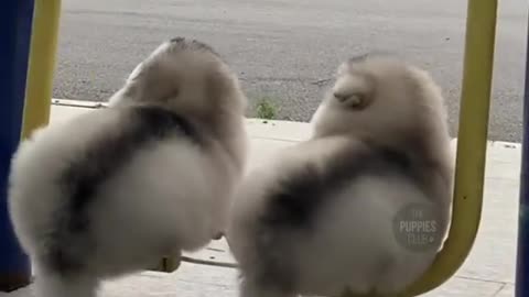 Puppies in Perfect fluffy sync ❤❤❤