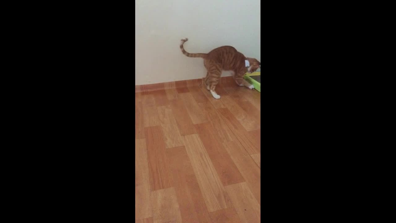 My cat love to play with catnip stick !