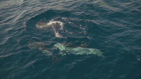 Group of dolphins playing in the blue water in front of boat