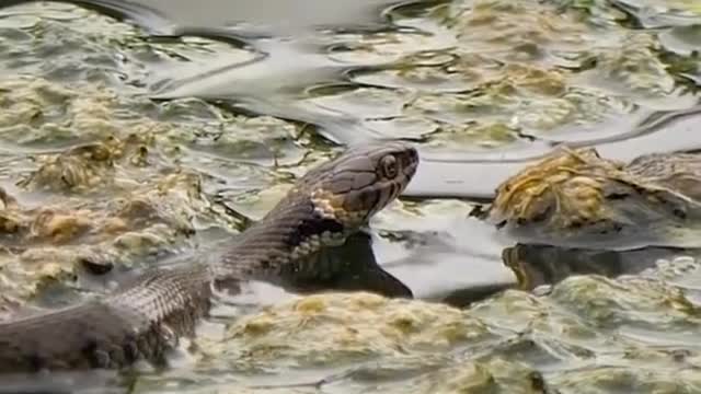 Snake floating in water #shorts #short #shortsfeed #youtubeshorts #viral #animals