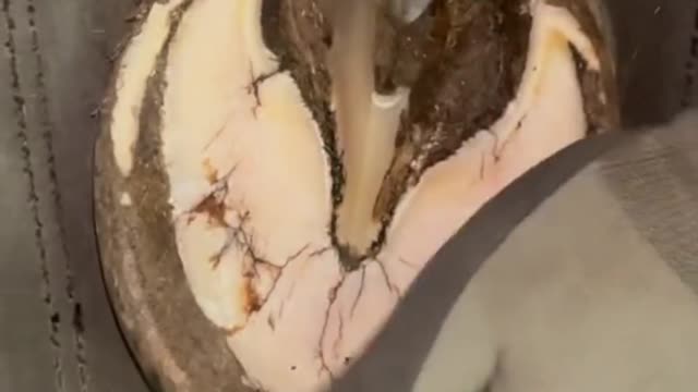 Satisfying hoof trimming #satisfying