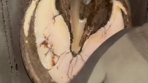 Satisfying hoof trimming #satisfying