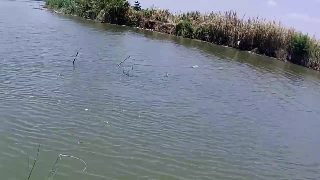 Big Snapper Fishing