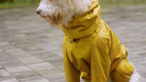 a-dog-wearing-a-yellow-outfit-in-the-rain-