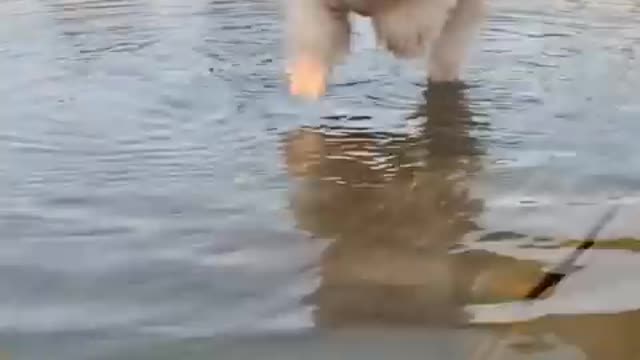 Funny and Cute Pomeranian #13
