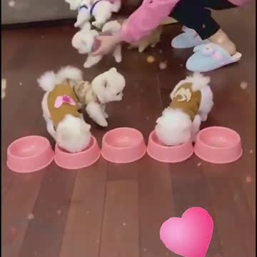 Cute puppies and funny