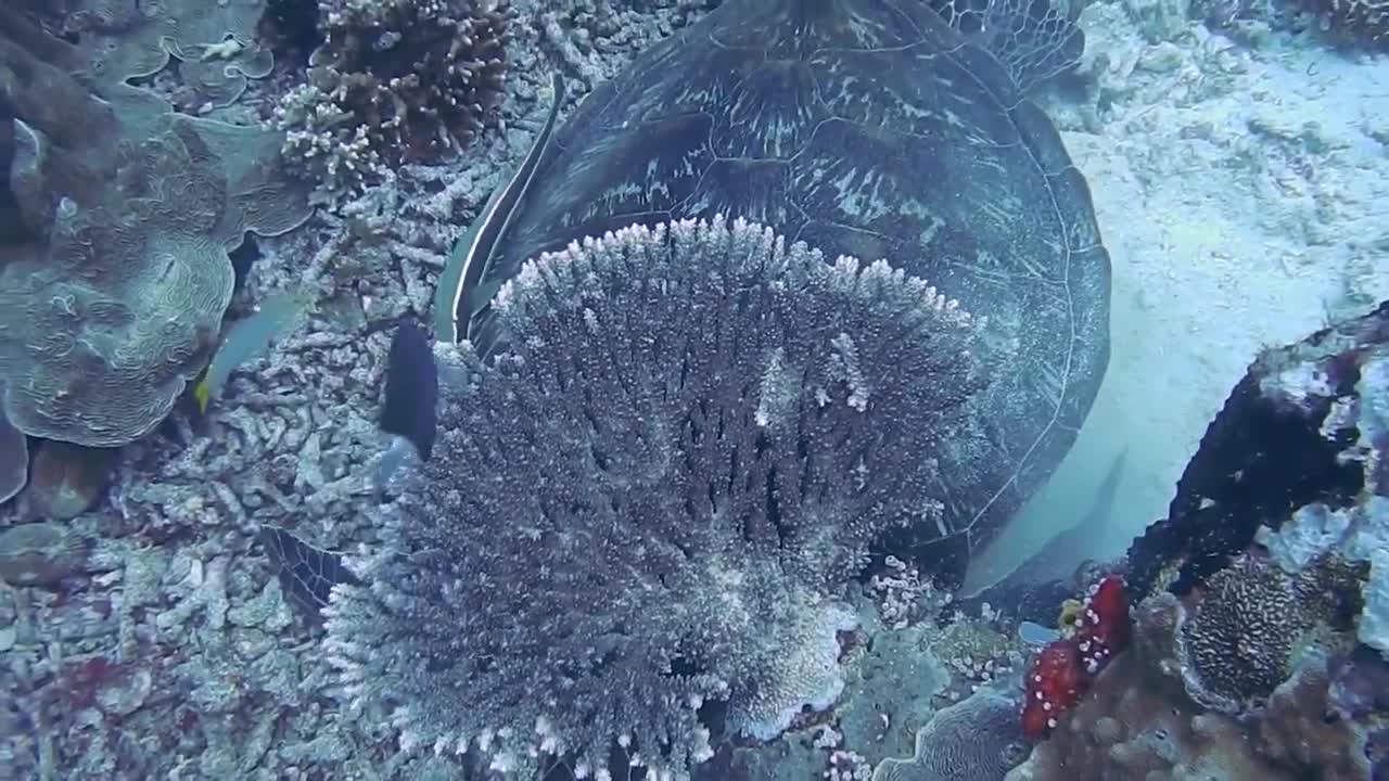 Under water 4K view
