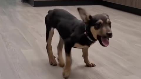 Little Puppy Doing The Happy Dog Dance - Getting Jiggy With It!