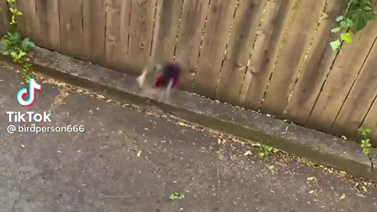 Hummingbird